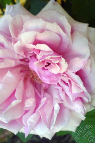 A mobile wallpaper and MMS picture for Apple iPhone 7s, 6s, 5s, 4s, Plus, iPods, iPads, New iPads, Samsung Galaxy S Series and Notes, Sony Ericsson Xperia, LG Mobile Phones, Tablets and Devices: Pink rose photo.
