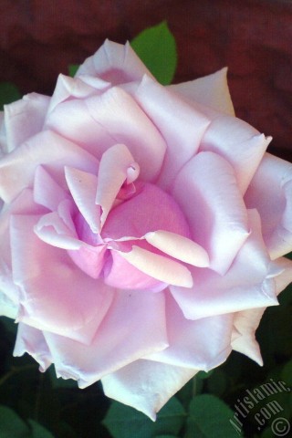 A mobile wallpaper and MMS picture for Apple iPhone 7s, 6s, 5s, 4s, Plus, iPods, iPads, New iPads, Samsung Galaxy S Series and Notes, Sony Ericsson Xperia, LG Mobile Phones, Tablets and Devices: Pink rose photo.
