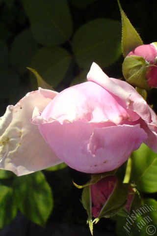 A mobile wallpaper and MMS picture for Apple iPhone 7s, 6s, 5s, 4s, Plus, iPods, iPads, New iPads, Samsung Galaxy S Series and Notes, Sony Ericsson Xperia, LG Mobile Phones, Tablets and Devices: Pink rose photo.
