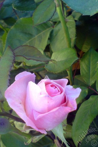 A mobile wallpaper and MMS picture for Apple iPhone 7s, 6s, 5s, 4s, Plus, iPods, iPads, New iPads, Samsung Galaxy S Series and Notes, Sony Ericsson Xperia, LG Mobile Phones, Tablets and Devices: Pink rose photo.
