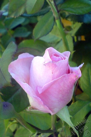 A mobile wallpaper and MMS picture for Apple iPhone 7s, 6s, 5s, 4s, Plus, iPods, iPads, New iPads, Samsung Galaxy S Series and Notes, Sony Ericsson Xperia, LG Mobile Phones, Tablets and Devices: Pink rose photo.
