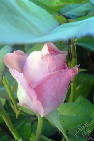 A mobile wallpaper and MMS picture for Apple iPhone 7s, 6s, 5s, 4s, Plus, iPods, iPads, New iPads, Samsung Galaxy S Series and Notes, Sony Ericsson Xperia, LG Mobile Phones, Tablets and Devices: Pink rose photo.
