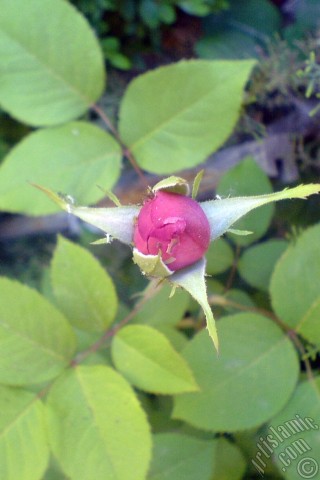 A mobile wallpaper and MMS picture for Apple iPhone 7s, 6s, 5s, 4s, Plus, iPods, iPads, New iPads, Samsung Galaxy S Series and Notes, Sony Ericsson Xperia, LG Mobile Phones, Tablets and Devices: Pink rose photo.
