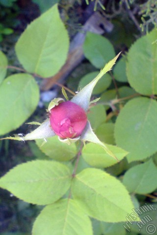 A mobile wallpaper and MMS picture for Apple iPhone 7s, 6s, 5s, 4s, Plus, iPods, iPads, New iPads, Samsung Galaxy S Series and Notes, Sony Ericsson Xperia, LG Mobile Phones, Tablets and Devices: Pink rose photo.
