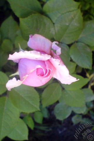 A mobile wallpaper and MMS picture for Apple iPhone 7s, 6s, 5s, 4s, Plus, iPods, iPads, New iPads, Samsung Galaxy S Series and Notes, Sony Ericsson Xperia, LG Mobile Phones, Tablets and Devices: Pink rose photo.
