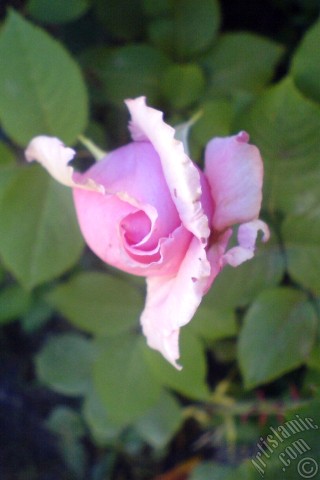 A mobile wallpaper and MMS picture for Apple iPhone 7s, 6s, 5s, 4s, Plus, iPods, iPads, New iPads, Samsung Galaxy S Series and Notes, Sony Ericsson Xperia, LG Mobile Phones, Tablets and Devices: Pink rose photo.
