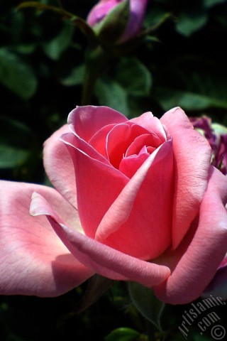 A mobile wallpaper and MMS picture for Apple iPhone 7s, 6s, 5s, 4s, Plus, iPods, iPads, New iPads, Samsung Galaxy S Series and Notes, Sony Ericsson Xperia, LG Mobile Phones, Tablets and Devices: Pink rose photo.
