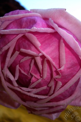 A mobile wallpaper and MMS picture for Apple iPhone 7s, 6s, 5s, 4s, Plus, iPods, iPads, New iPads, Samsung Galaxy S Series and Notes, Sony Ericsson Xperia, LG Mobile Phones, Tablets and Devices: Pink rose photo.
