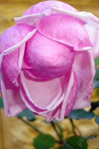 A mobile wallpaper and MMS picture for Apple iPhone 7s, 6s, 5s, 4s, Plus, iPods, iPads, New iPads, Samsung Galaxy S Series and Notes, Sony Ericsson Xperia, LG Mobile Phones, Tablets and Devices: Pink rose photo.
