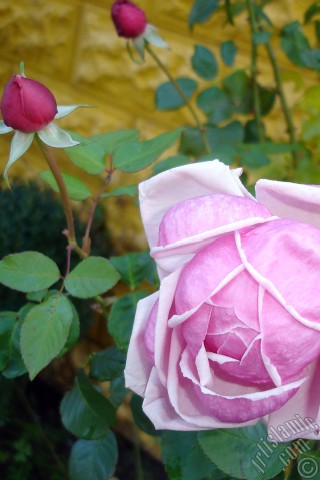 A mobile wallpaper and MMS picture for Apple iPhone 7s, 6s, 5s, 4s, Plus, iPods, iPads, New iPads, Samsung Galaxy S Series and Notes, Sony Ericsson Xperia, LG Mobile Phones, Tablets and Devices: Pink rose photo.
