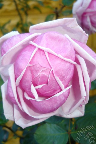 A mobile wallpaper and MMS picture for Apple iPhone 7s, 6s, 5s, 4s, Plus, iPods, iPads, New iPads, Samsung Galaxy S Series and Notes, Sony Ericsson Xperia, LG Mobile Phones, Tablets and Devices: Pink rose photo.
