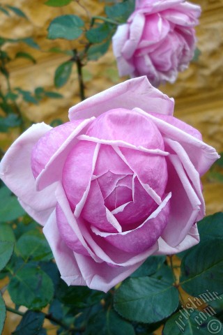 A mobile wallpaper and MMS picture for Apple iPhone 7s, 6s, 5s, 4s, Plus, iPods, iPads, New iPads, Samsung Galaxy S Series and Notes, Sony Ericsson Xperia, LG Mobile Phones, Tablets and Devices: Pink rose photo.
