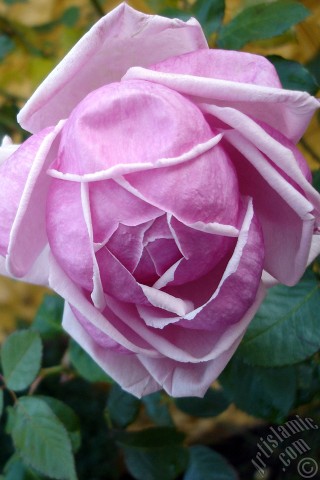 A mobile wallpaper and MMS picture for Apple iPhone 7s, 6s, 5s, 4s, Plus, iPods, iPads, New iPads, Samsung Galaxy S Series and Notes, Sony Ericsson Xperia, LG Mobile Phones, Tablets and Devices: Pink rose photo.
