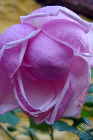 A mobile wallpaper and MMS picture for Apple iPhone 7s, 6s, 5s, 4s, Plus, iPods, iPads, New iPads, Samsung Galaxy S Series and Notes, Sony Ericsson Xperia, LG Mobile Phones, Tablets and Devices: Pink rose photo.
