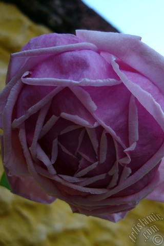 A mobile wallpaper and MMS picture for Apple iPhone 7s, 6s, 5s, 4s, Plus, iPods, iPads, New iPads, Samsung Galaxy S Series and Notes, Sony Ericsson Xperia, LG Mobile Phones, Tablets and Devices: Pink rose photo.
