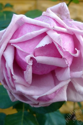 A mobile wallpaper and MMS picture for Apple iPhone 7s, 6s, 5s, 4s, Plus, iPods, iPads, New iPads, Samsung Galaxy S Series and Notes, Sony Ericsson Xperia, LG Mobile Phones, Tablets and Devices: Pink rose photo.
