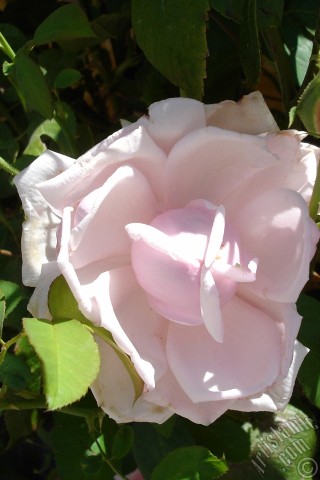 A mobile wallpaper and MMS picture for Apple iPhone 7s, 6s, 5s, 4s, Plus, iPods, iPads, New iPads, Samsung Galaxy S Series and Notes, Sony Ericsson Xperia, LG Mobile Phones, Tablets and Devices: Pink rose photo.
