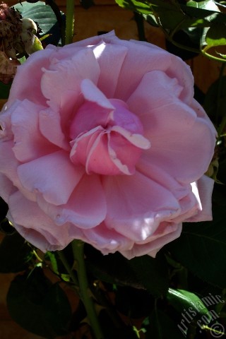 A mobile wallpaper and MMS picture for Apple iPhone 7s, 6s, 5s, 4s, Plus, iPods, iPads, New iPads, Samsung Galaxy S Series and Notes, Sony Ericsson Xperia, LG Mobile Phones, Tablets and Devices: Pink rose photo.
