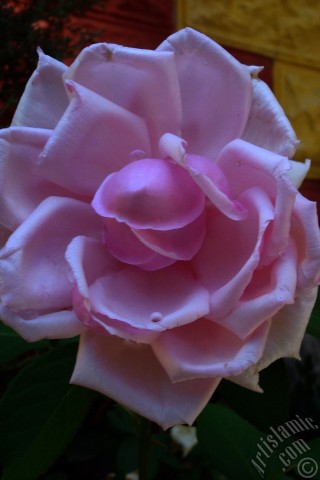 A mobile wallpaper and MMS picture for Apple iPhone 7s, 6s, 5s, 4s, Plus, iPods, iPads, New iPads, Samsung Galaxy S Series and Notes, Sony Ericsson Xperia, LG Mobile Phones, Tablets and Devices: Pink rose photo.
