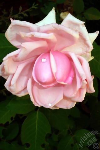 A mobile wallpaper and MMS picture for Apple iPhone 7s, 6s, 5s, 4s, Plus, iPods, iPads, New iPads, Samsung Galaxy S Series and Notes, Sony Ericsson Xperia, LG Mobile Phones, Tablets and Devices: Pink rose photo.
