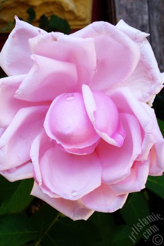 A mobile wallpaper and MMS picture for Apple iPhone 7s, 6s, 5s, 4s, Plus, iPods, iPads, New iPads, Samsung Galaxy S Series and Notes, Sony Ericsson Xperia, LG Mobile Phones, Tablets and Devices: Pink rose photo.
