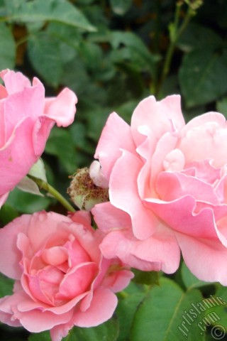 A mobile wallpaper and MMS picture for Apple iPhone 7s, 6s, 5s, 4s, Plus, iPods, iPads, New iPads, Samsung Galaxy S Series and Notes, Sony Ericsson Xperia, LG Mobile Phones, Tablets and Devices: Pink rose photo.
