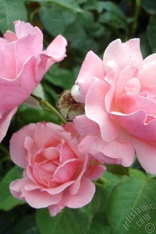 A mobile wallpaper and MMS picture for Apple iPhone 7s, 6s, 5s, 4s, Plus, iPods, iPads, New iPads, Samsung Galaxy S Series and Notes, Sony Ericsson Xperia, LG Mobile Phones, Tablets and Devices: Pink rose photo.
