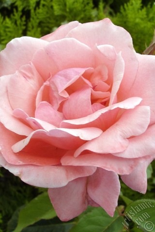 A mobile wallpaper and MMS picture for Apple iPhone 7s, 6s, 5s, 4s, Plus, iPods, iPads, New iPads, Samsung Galaxy S Series and Notes, Sony Ericsson Xperia, LG Mobile Phones, Tablets and Devices: Pink rose photo.
