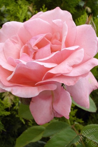 A mobile wallpaper and MMS picture for Apple iPhone 7s, 6s, 5s, 4s, Plus, iPods, iPads, New iPads, Samsung Galaxy S Series and Notes, Sony Ericsson Xperia, LG Mobile Phones, Tablets and Devices: Pink rose photo.
