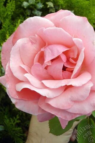 A mobile wallpaper and MMS picture for Apple iPhone 7s, 6s, 5s, 4s, Plus, iPods, iPads, New iPads, Samsung Galaxy S Series and Notes, Sony Ericsson Xperia, LG Mobile Phones, Tablets and Devices: Pink rose photo.
