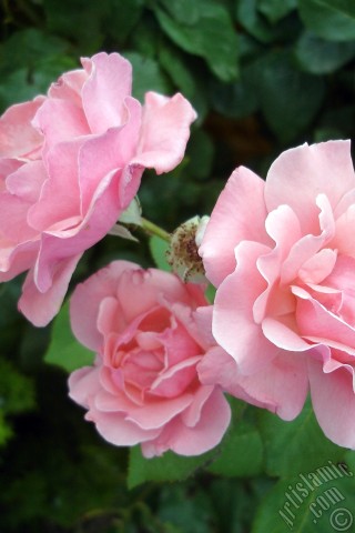 A mobile wallpaper and MMS picture for Apple iPhone 7s, 6s, 5s, 4s, Plus, iPods, iPads, New iPads, Samsung Galaxy S Series and Notes, Sony Ericsson Xperia, LG Mobile Phones, Tablets and Devices: Pink rose photo.
