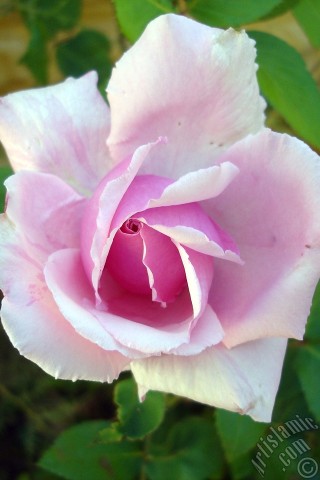 A mobile wallpaper and MMS picture for Apple iPhone 7s, 6s, 5s, 4s, Plus, iPods, iPads, New iPads, Samsung Galaxy S Series and Notes, Sony Ericsson Xperia, LG Mobile Phones, Tablets and Devices: Pink rose photo.
