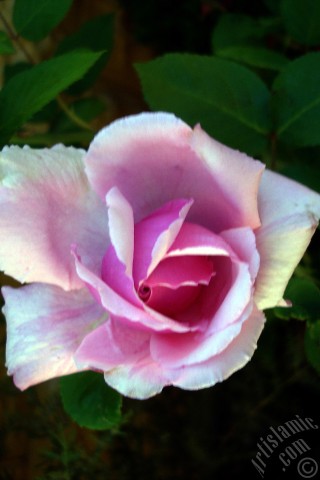 A mobile wallpaper and MMS picture for Apple iPhone 7s, 6s, 5s, 4s, Plus, iPods, iPads, New iPads, Samsung Galaxy S Series and Notes, Sony Ericsson Xperia, LG Mobile Phones, Tablets and Devices: Pink rose photo.
