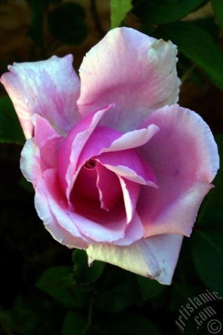 A mobile wallpaper and MMS picture for Apple iPhone 7s, 6s, 5s, 4s, Plus, iPods, iPads, New iPads, Samsung Galaxy S Series and Notes, Sony Ericsson Xperia, LG Mobile Phones, Tablets and Devices: Pink rose photo.
