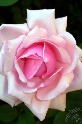 A mobile wallpaper and MMS picture for Apple iPhone 7s, 6s, 5s, 4s, Plus, iPods, iPads, New iPads, Samsung Galaxy S Series and Notes, Sony Ericsson Xperia, LG Mobile Phones, Tablets and Devices: Pink rose photo.
