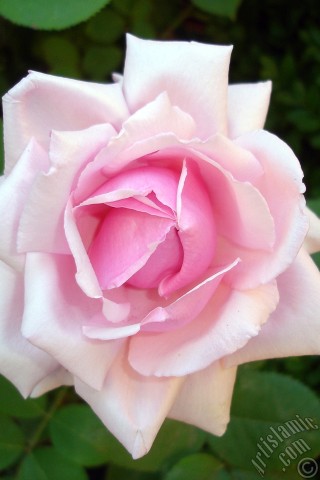 A mobile wallpaper and MMS picture for Apple iPhone 7s, 6s, 5s, 4s, Plus, iPods, iPads, New iPads, Samsung Galaxy S Series and Notes, Sony Ericsson Xperia, LG Mobile Phones, Tablets and Devices: Pink rose photo.
