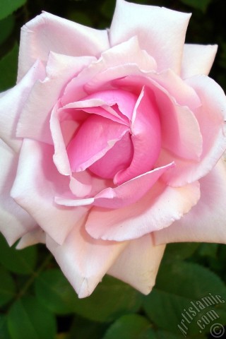 A mobile wallpaper and MMS picture for Apple iPhone 7s, 6s, 5s, 4s, Plus, iPods, iPads, New iPads, Samsung Galaxy S Series and Notes, Sony Ericsson Xperia, LG Mobile Phones, Tablets and Devices: Pink rose photo.
