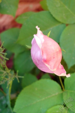 A mobile wallpaper and MMS picture for Apple iPhone 7s, 6s, 5s, 4s, Plus, iPods, iPads, New iPads, Samsung Galaxy S Series and Notes, Sony Ericsson Xperia, LG Mobile Phones, Tablets and Devices: Pink rose photo.
