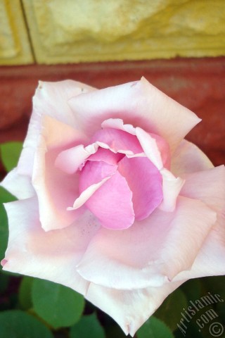 A mobile wallpaper and MMS picture for Apple iPhone 7s, 6s, 5s, 4s, Plus, iPods, iPads, New iPads, Samsung Galaxy S Series and Notes, Sony Ericsson Xperia, LG Mobile Phones, Tablets and Devices: Pink rose photo.
