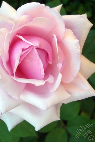 A mobile wallpaper and MMS picture for Apple iPhone 7s, 6s, 5s, 4s, Plus, iPods, iPads, New iPads, Samsung Galaxy S Series and Notes, Sony Ericsson Xperia, LG Mobile Phones, Tablets and Devices: Pink rose photo.
