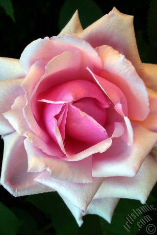 A mobile wallpaper and MMS picture for Apple iPhone 7s, 6s, 5s, 4s, Plus, iPods, iPads, New iPads, Samsung Galaxy S Series and Notes, Sony Ericsson Xperia, LG Mobile Phones, Tablets and Devices: Pink rose photo.
