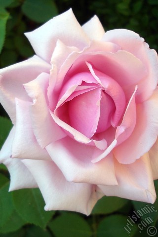 A mobile wallpaper and MMS picture for Apple iPhone 7s, 6s, 5s, 4s, Plus, iPods, iPads, New iPads, Samsung Galaxy S Series and Notes, Sony Ericsson Xperia, LG Mobile Phones, Tablets and Devices: Pink rose photo.
