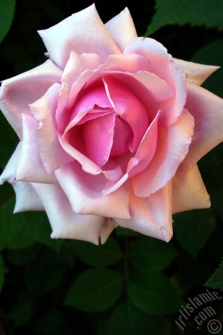 A mobile wallpaper and MMS picture for Apple iPhone 7s, 6s, 5s, 4s, Plus, iPods, iPads, New iPads, Samsung Galaxy S Series and Notes, Sony Ericsson Xperia, LG Mobile Phones, Tablets and Devices: Pink rose photo.
