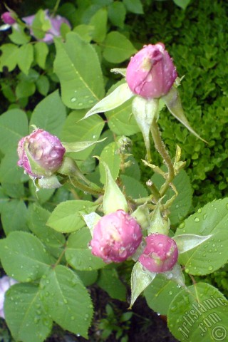 A mobile wallpaper and MMS picture for Apple iPhone 7s, 6s, 5s, 4s, Plus, iPods, iPads, New iPads, Samsung Galaxy S Series and Notes, Sony Ericsson Xperia, LG Mobile Phones, Tablets and Devices: Pink rose photo.
