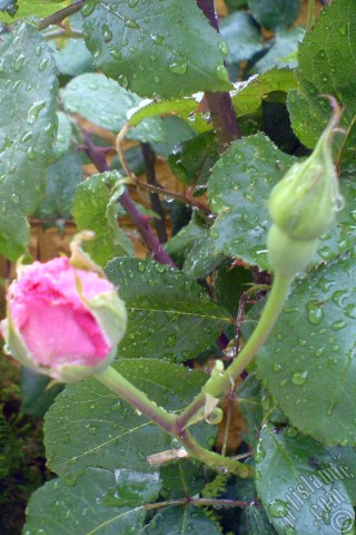 A mobile wallpaper and MMS picture for Apple iPhone 7s, 6s, 5s, 4s, Plus, iPods, iPads, New iPads, Samsung Galaxy S Series and Notes, Sony Ericsson Xperia, LG Mobile Phones, Tablets and Devices: Pink rose photo.
