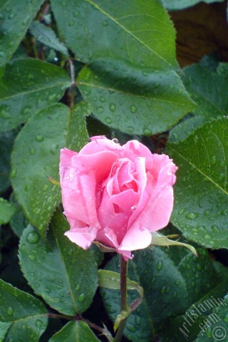 A mobile wallpaper and MMS picture for Apple iPhone 7s, 6s, 5s, 4s, Plus, iPods, iPads, New iPads, Samsung Galaxy S Series and Notes, Sony Ericsson Xperia, LG Mobile Phones, Tablets and Devices: Pink rose photo.
