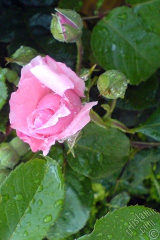 A mobile wallpaper and MMS picture for Apple iPhone 7s, 6s, 5s, 4s, Plus, iPods, iPads, New iPads, Samsung Galaxy S Series and Notes, Sony Ericsson Xperia, LG Mobile Phones, Tablets and Devices: Pink rose photo.
