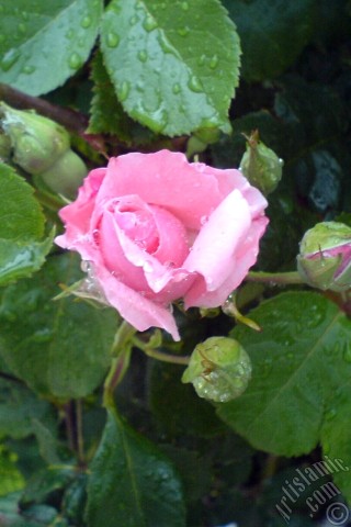 A mobile wallpaper and MMS picture for Apple iPhone 7s, 6s, 5s, 4s, Plus, iPods, iPads, New iPads, Samsung Galaxy S Series and Notes, Sony Ericsson Xperia, LG Mobile Phones, Tablets and Devices: Pink rose photo.
