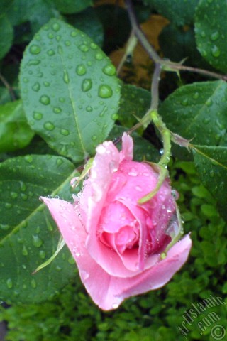 A mobile wallpaper and MMS picture for Apple iPhone 7s, 6s, 5s, 4s, Plus, iPods, iPads, New iPads, Samsung Galaxy S Series and Notes, Sony Ericsson Xperia, LG Mobile Phones, Tablets and Devices: Pink rose photo.
