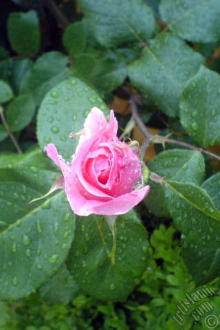 A mobile wallpaper and MMS picture for Apple iPhone 7s, 6s, 5s, 4s, Plus, iPods, iPads, New iPads, Samsung Galaxy S Series and Notes, Sony Ericsson Xperia, LG Mobile Phones, Tablets and Devices: Pink rose photo.
